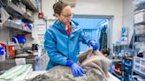 SeaLife Center admits 2 more seal pups to wildlife response program | Peninsula Clarion