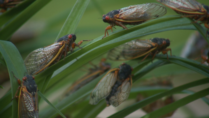 'I feel like I'm in a sci-fi movie': Cicadas emerge in Lake Geneva