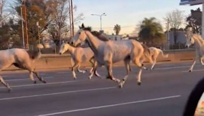 El video de los caballos sueltos galopando en la Panamericana