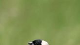 Spotting the colorful Bobolink