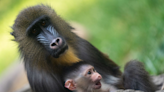 New baby girl mandrill, not yet named, born to monkey troop at Columbus Zoo and Aquarium