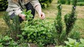 What Herbs Can Be Planted Together: A Guide to Companion Planting