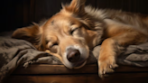 Here Is What Your Dog’s Sleeping Position Tells You About Them