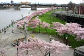 Tom McCall Waterfront Park