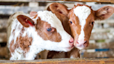 Farmer Cracks Up When She Realizes Cows Think She's Their 'Babysitter'