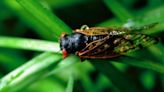 Cicada Survival Guide: VUMC Expert Offers Tips | Newswise