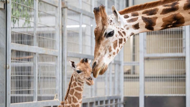 Safari park welcomes baby giraffe