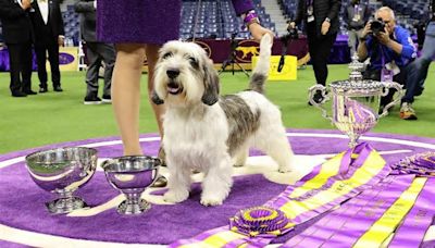 How to Watch the 2024 Westminster Dog Show, Including Where to Stream the Best in Show Round