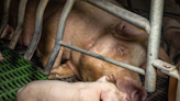 Caged pigs ‘tormented’ on EU farms producing Parma and Bayonne ham