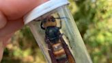 Remember ‘murder hornets’? So far so good in Whatcom County, state ag department says