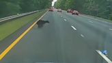 Bear caught on camera racing across Route 58 in Suffolk