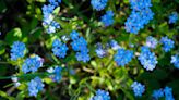 Some Forget-Me-Not Flowers are Invasive. Here's How to Tell