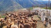 Malestar ganadero por la bajada del precio de la leche de cabra en Málaga: "Tenemos que recuperar la rentabilidad"