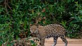 How a Jaguar Doctor Is Saving the Big Cats in Brazil’s Pantanal Wetland