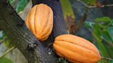 Cocoa grown illegally in a Nigerian rainforest heads to companies that supply major chocolate makers