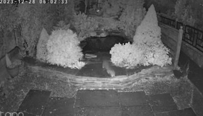 Marsupial caught breaking in to garden centre to eat koi carp