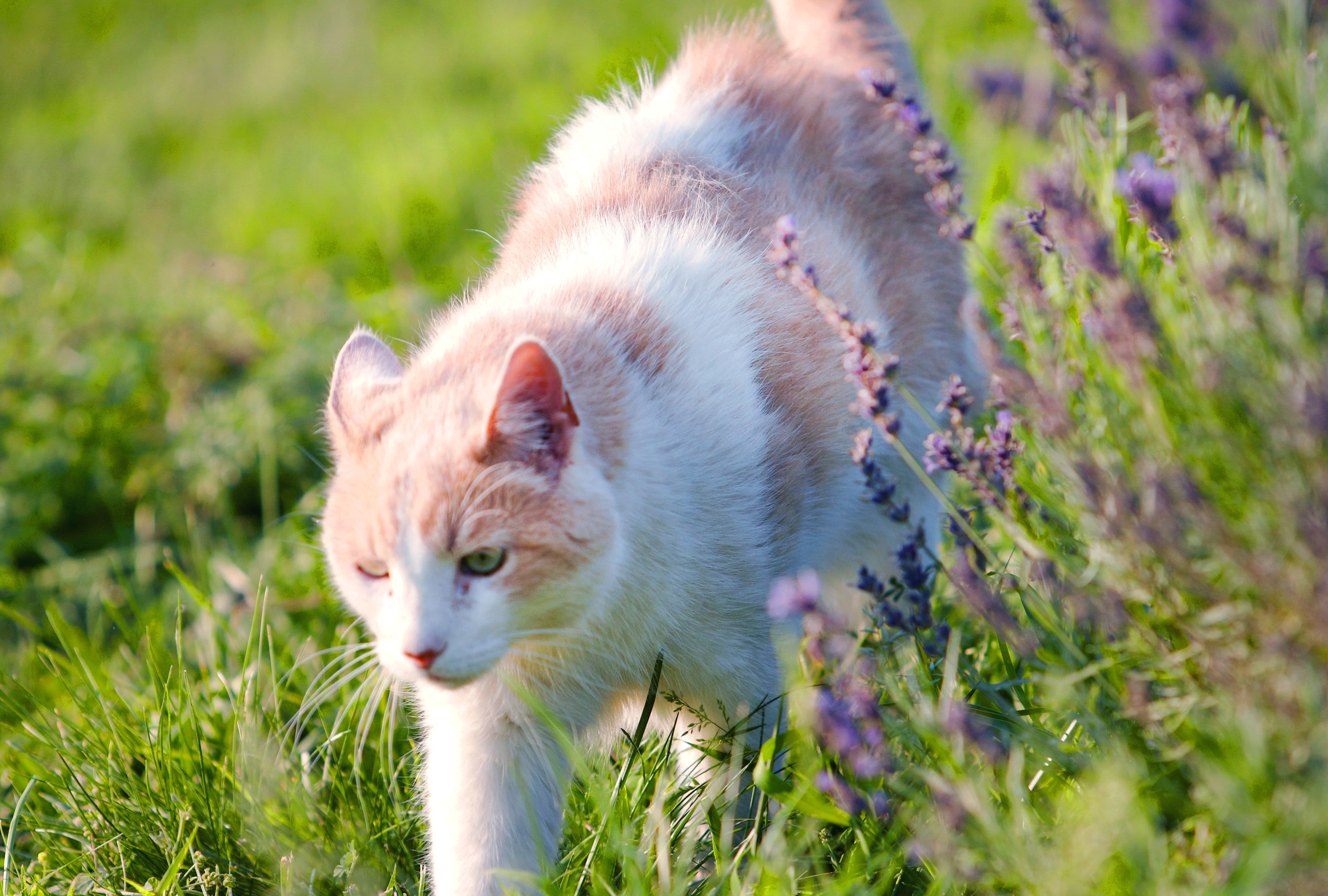 Are Lavender Plants Toxic to Cats and Dogs?