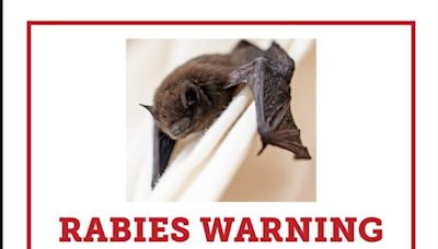 Bat found in a Salt Lake City park tests positive for rabies