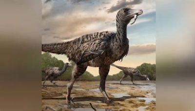 Scoperto un raptor gigantesco: faceva impallidire quelli (sbagliati) di Jurassic Park