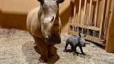 The first southern white rhinoceros born in Atlanta’s zoo arrives on Christmas Eve