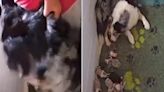 Shocking footage shows woman kicking dog as it feeds puppies