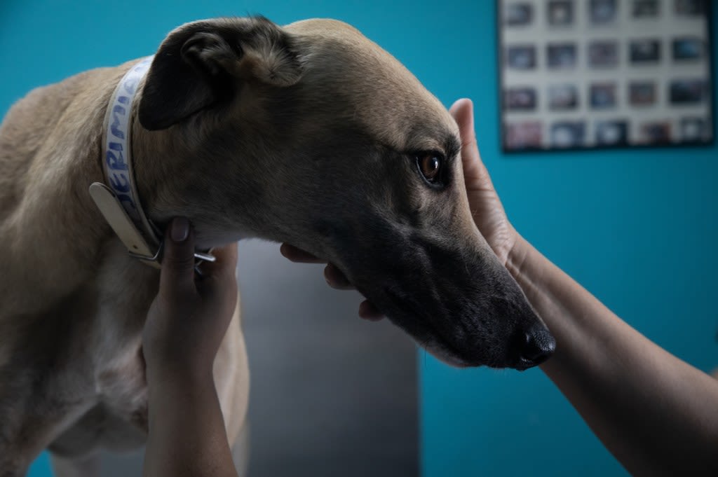 Greyhounds up for adoption in San Diego after sudden closure of historic Tijuana racetrack