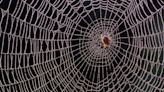 Spiderweb Thread Inspires Ultrasmall Microphones