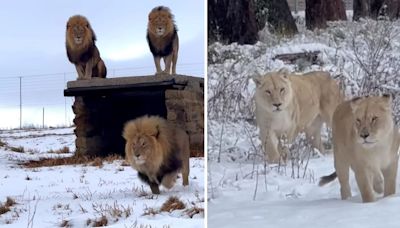 Rare snowstorm hits Africa, viral videos show lions enjoying snow. Watch