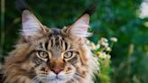 Video of Maine Coon Cat Giving the Dog a Massage Is Enough to Make Anyone Envious