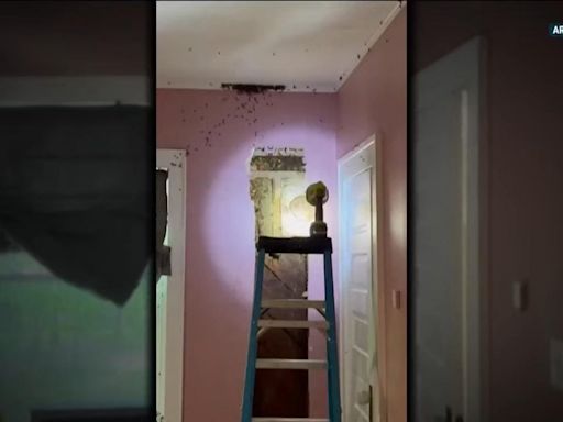 Watch: 'Monster' in N.C. toddler's wall turns out to be 50,000 bees