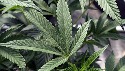 GOP protests marijuana rescheduling