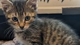 Gulf Coast Tiny Paws Rescue pet of the week