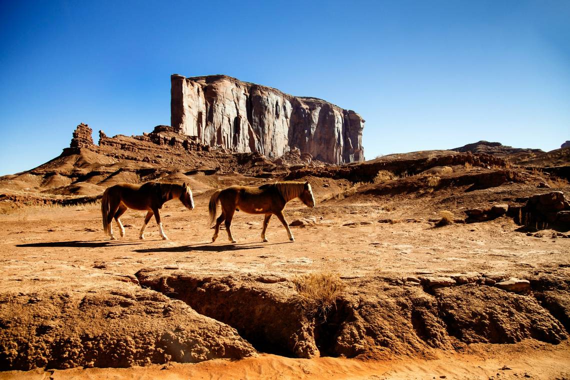 Hundreds of wild horses faced eviction from national park — then people fought back