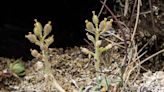 Endangered plant found only in N.W.T. 'doing nicely' according to recent survey