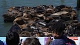 An anchovy feast draws a crush of sea lions to one of San Francisco's piers, the most in 15 years