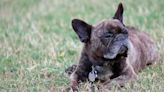 Foster Mom's Emotional Send-Off for Disabled Pup Is Bringing People to Tears