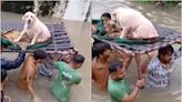 Gujarat floods: People carry elderly dog on cot, wade through neck-deep water. 'Hats off,' says internet