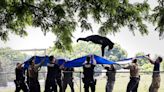 A tranquilized black bear takes a dive from a tree, falls into a waiting tarp