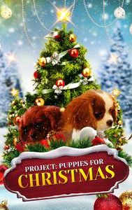 Project: Puppies for Christmas