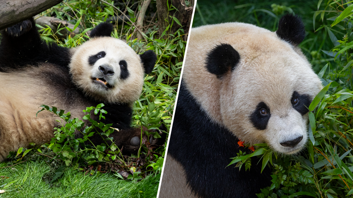 San Diego Zoo shares 1st look at pandas Yun Chuan and Xin Bao in their new habitat