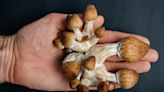Psychedelic drugs help sex lives of couples to mushroom