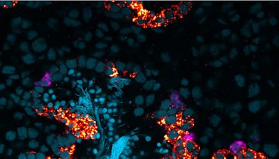 The Hidden Roles of Dopamine and Serotonin: Scientists Solve Monoamine Mystery