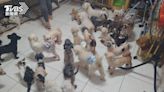 板橋中途之家成犬貓地獄！81隻毛孩糞便臭翻住戶 遭重罰48萬│TVBS新聞網