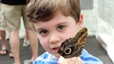 Butterflies delight visitors at Botanical Conservatory