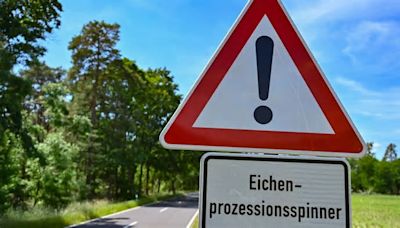 Natur:Kampf gegen Eichenprozessionsspinner beginnt