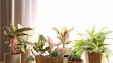 These Houseplants Make the Perfect Hostess Gift