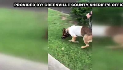 WATCH: Deputies give update on Greenville Co. K9 officer hurt in line of duty