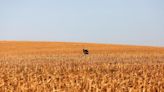 Colheita de milho 2ª safra no centro-sul vai a 49%, favorecida pelo clima, diz AgRural Por Reuters