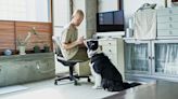 Three things your dog needs to create a stress-free environment while you work from home