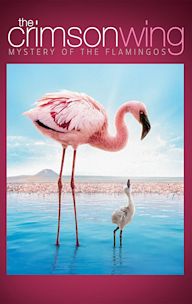 The Crimson Wing: Mystery of the Flamingos